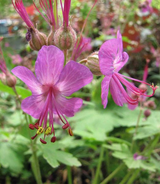 Geranium macrorrhizum ‘Czakor’